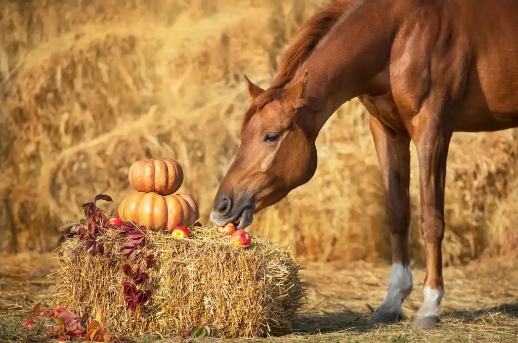 Chop the pumpkin into small pieces before feeding the horses
