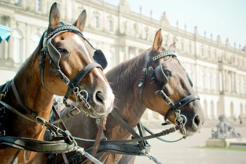 Wearing blinders can help horses concentrate on the trainers