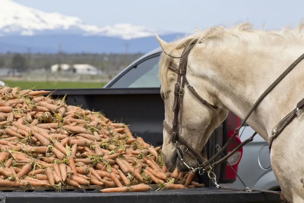 Can horses eat carrots? Yes, they can but in moderation