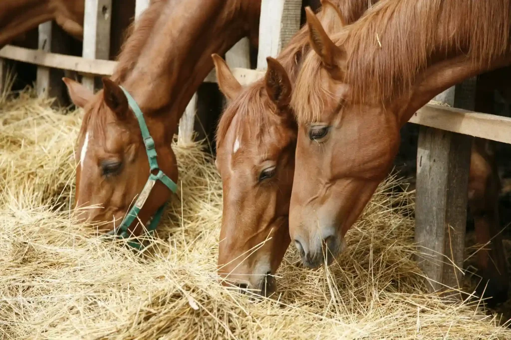 Why do horse nod their heads while eating?