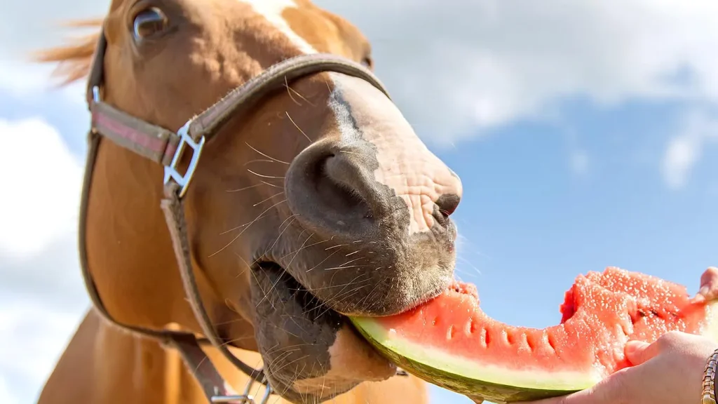 Can a horse eat watermelon? Most horses love this fruit