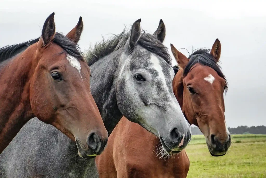 Why do horses nod? They may have dental issues