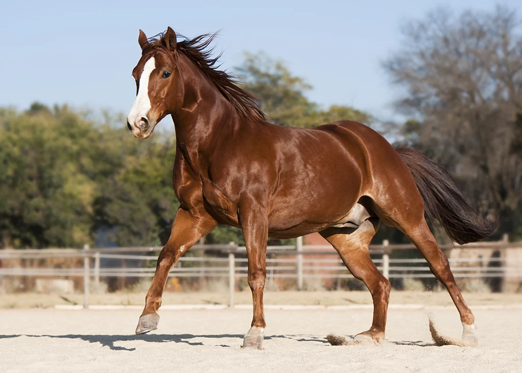 Horses can nod to ask for rewards
