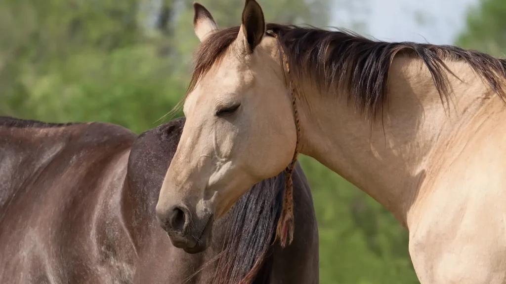 Do horses sleep standing up? Yes, they do