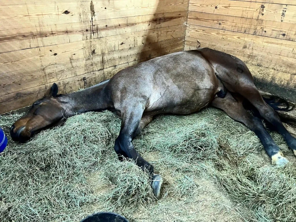 Horses need to lie down to get REM sleep
