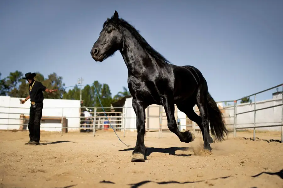 Horse weight depends on height