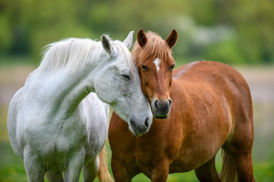 Can horses eat oranges? - Yes, they can