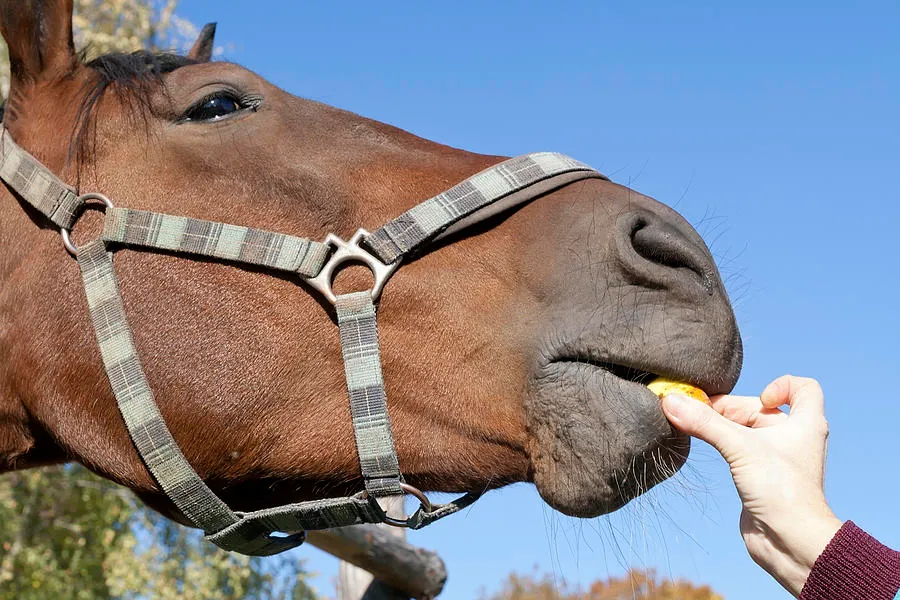 Can horses eat pears? Yes, they can