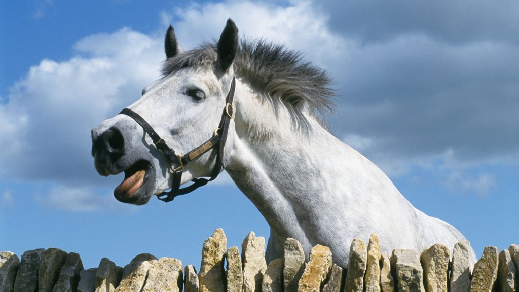 Why do horses neigh? They may try to warn something risky