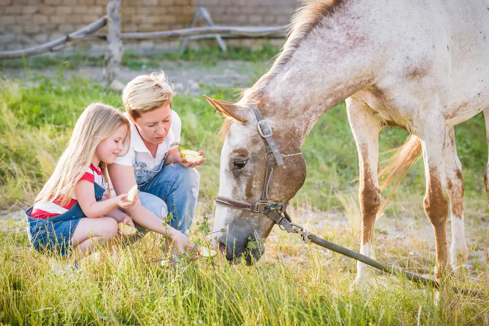 Pears are not always good for horses - Can horses eat pears?