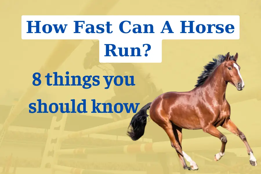 How fast can a horse run