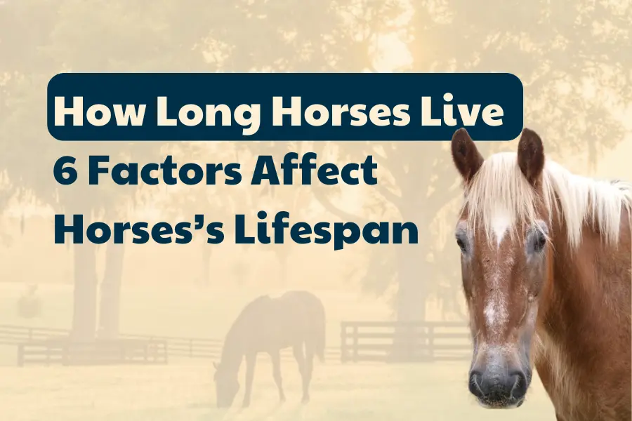 How Long Horses Live-6 Factors Affect Horses’s Lifespan