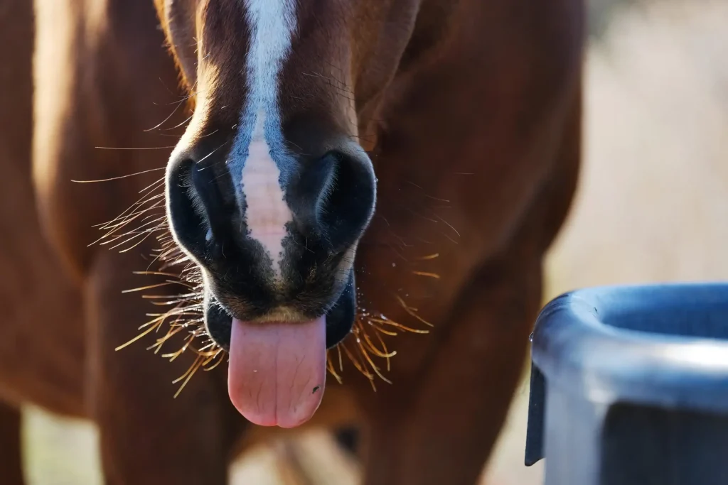 Horse jokes are great to share with your friends
