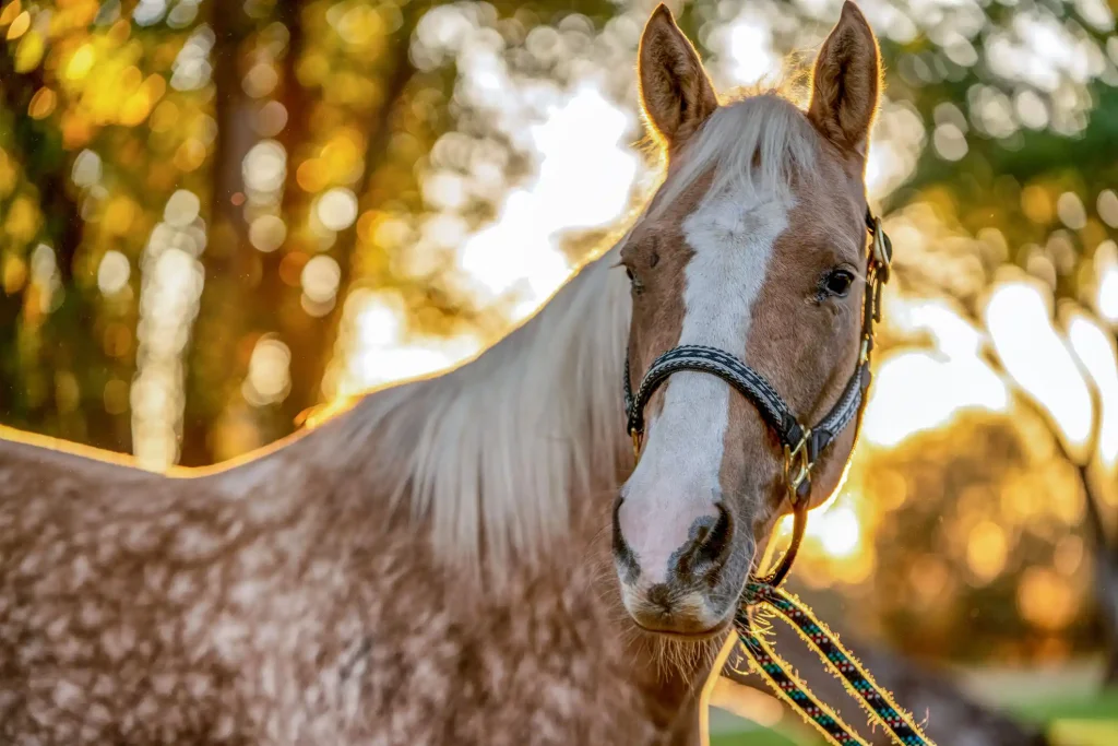  Apollo, Titian, or Atlas are some unique horse names for stallions