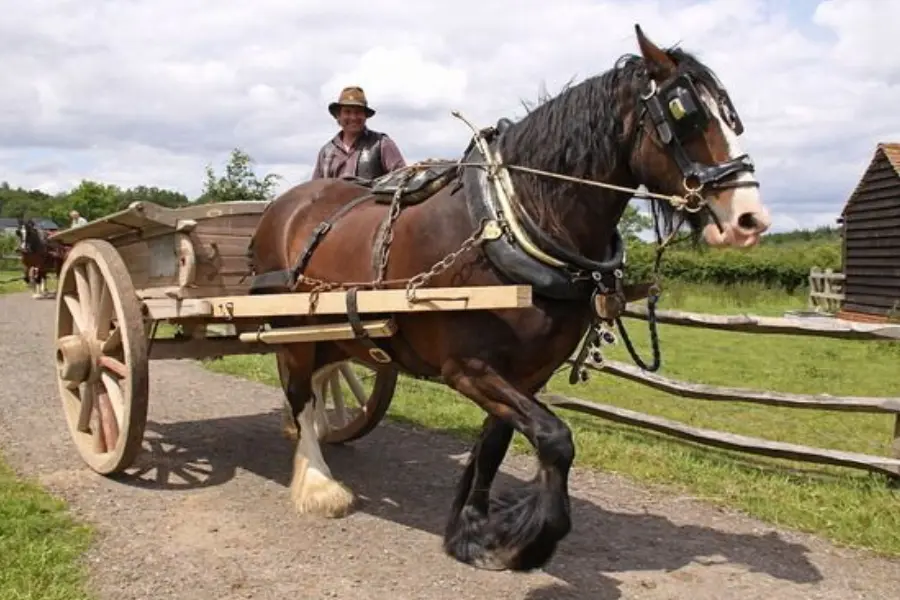 How Much Weight Can A Horse Pull?