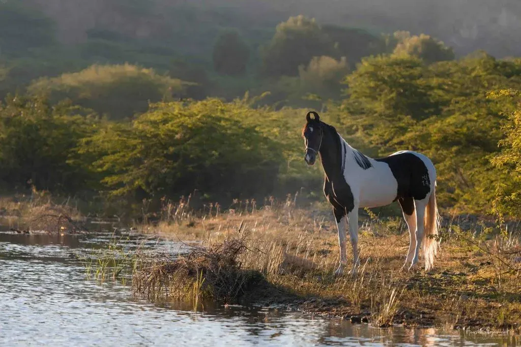 Indian horse names inspired by nature