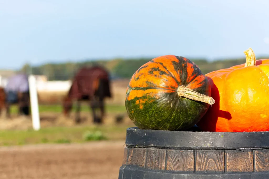 Can horses eat pumpkin? It brings many health benefits to horses
