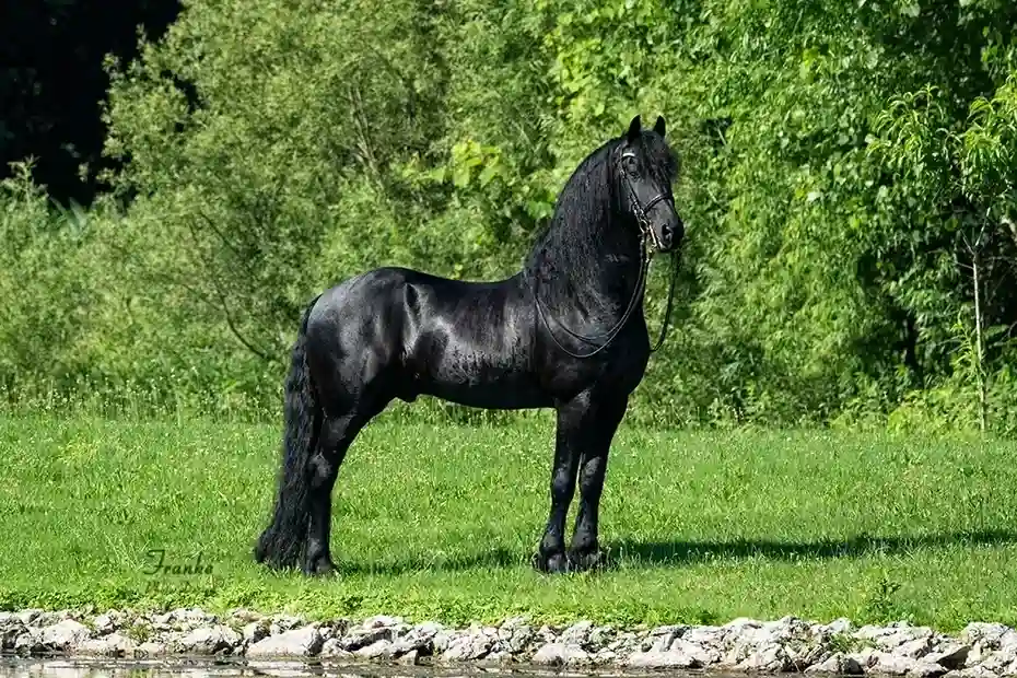 Friesians are renowned for their striking black coat
