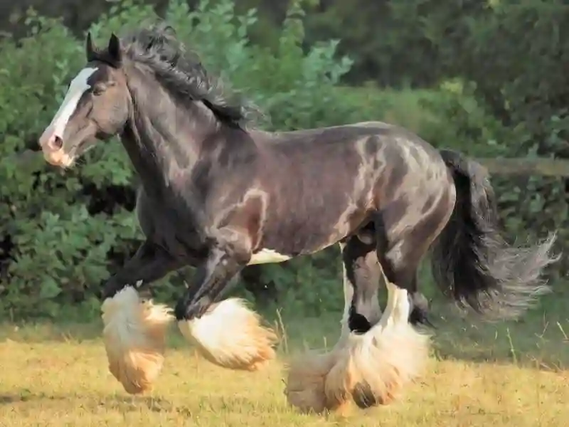 Shire horses have large size