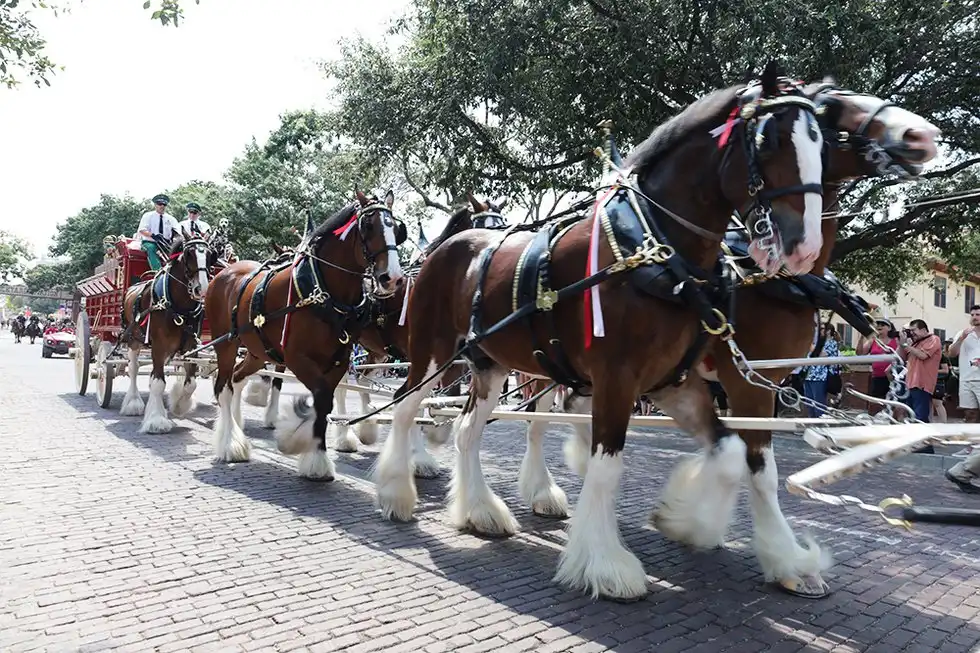 Clydesdales are usually used for parades & events