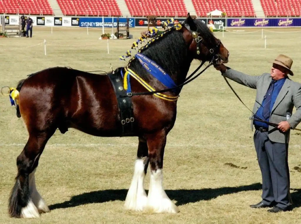 Shire horses are known for their gentle nature, just like Clydesdales