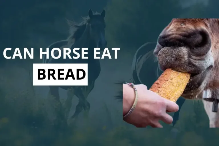 can horses eat bread