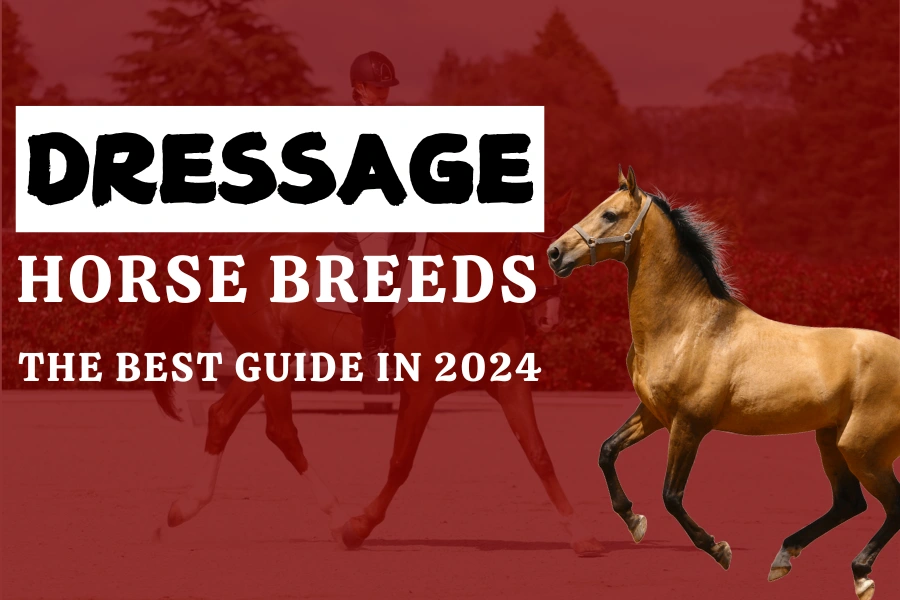 Dressage Horse Breeds: The Best Guide In 2024