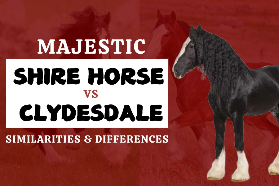 Majestic Shire Horse Vs Clydesdale: Similarities & Differences