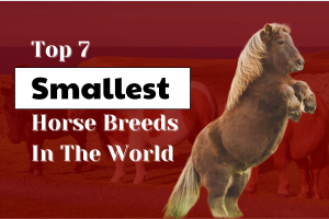 10 smallest horse breeds in the world