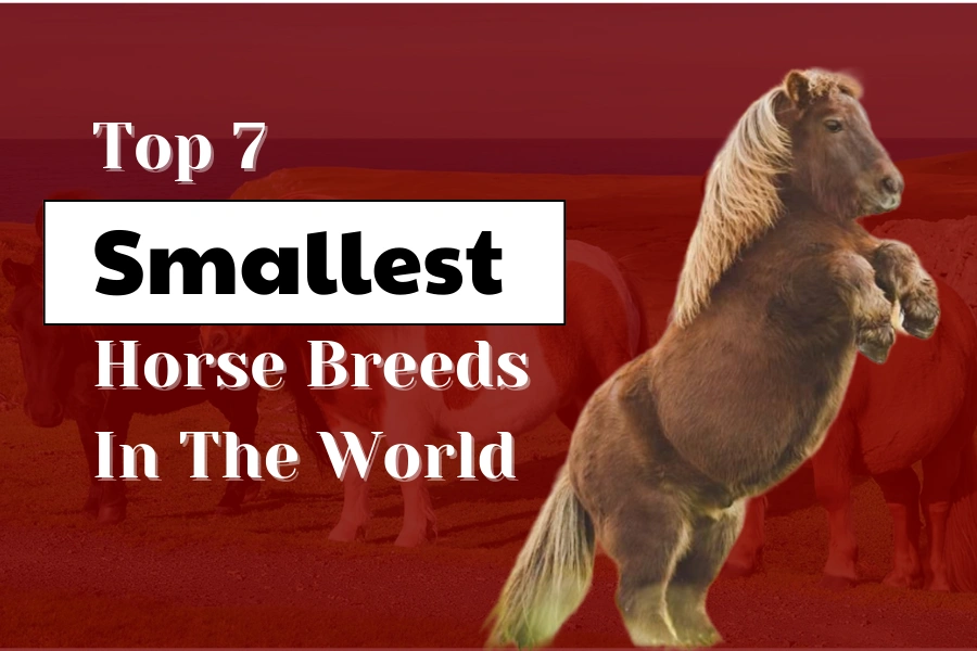 7 smallest horse breeds in the world 