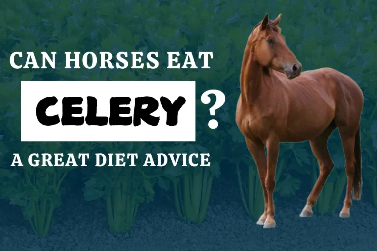 Can Horses Eat Celery? A Great Diet Advice