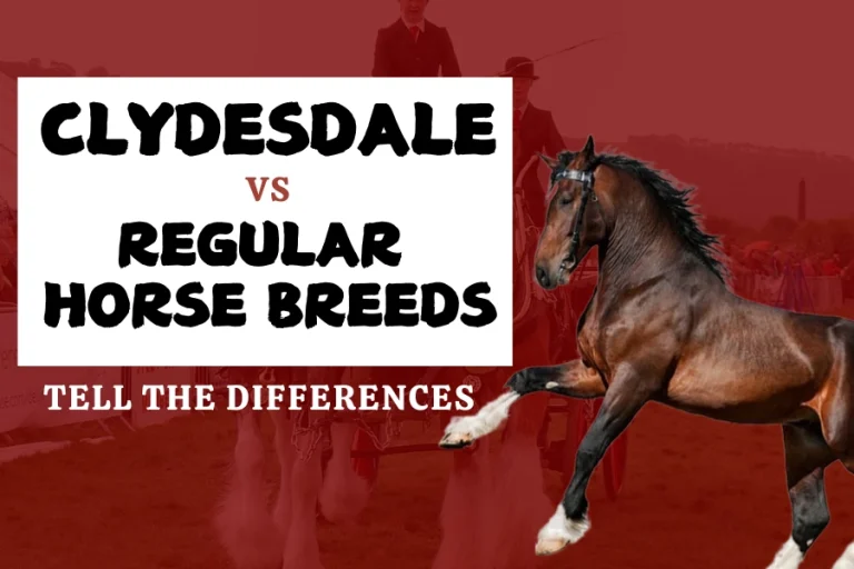 Clydesdale Vs Regular Horse Breeds: Tell The Differences