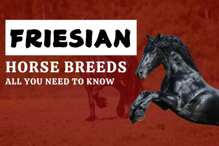 Friesian Horse Breeds: All You Need To Know