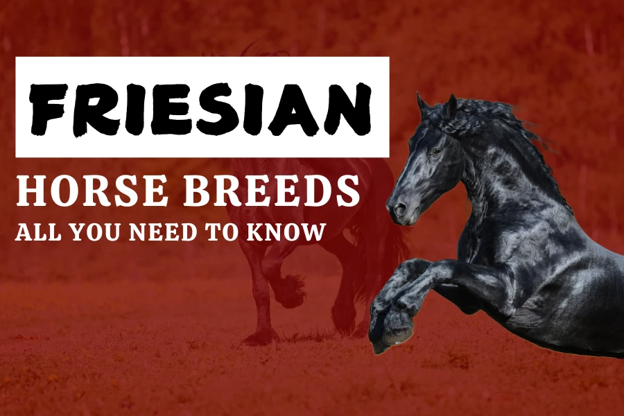 Friesian Horse Breeds: All You Need To Know