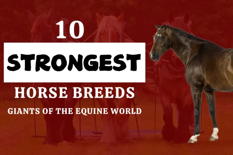 10 Strongest Horse Breeds: Giants of the Equine World