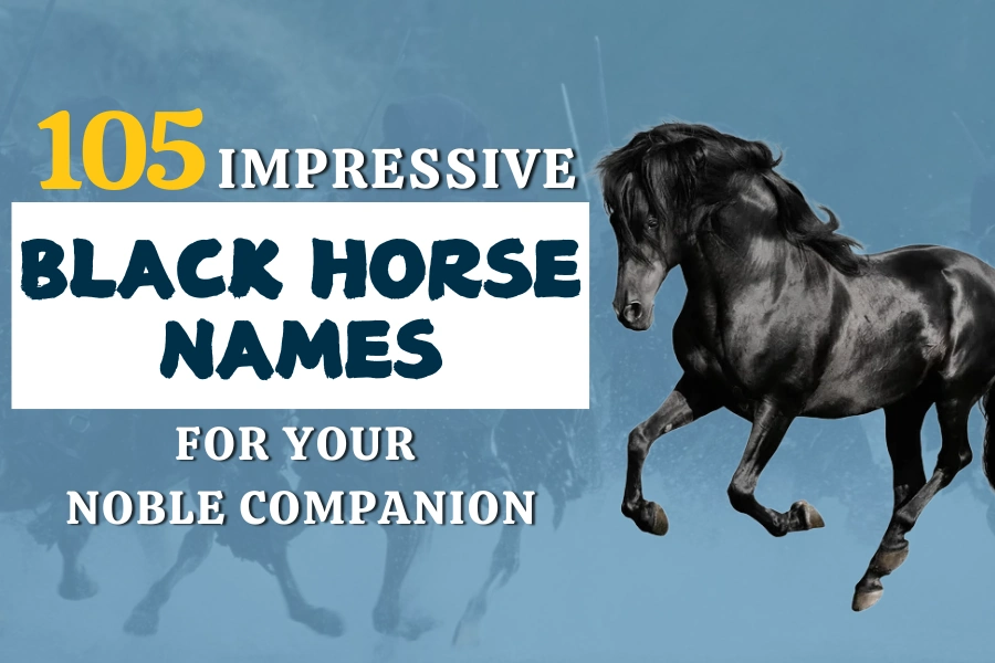 105 Impressive Black Horse Names For Your Noble Companion