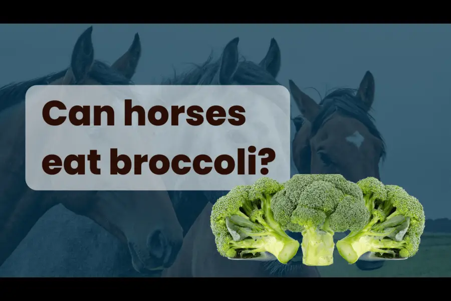 can horses eat broccoli?