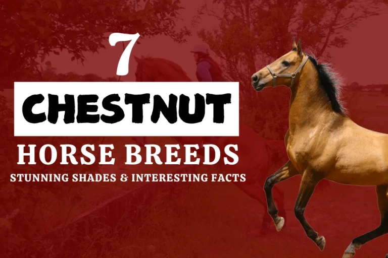 7 Chestnut Horse Breeds: Stunning Shades & Interesting Facts