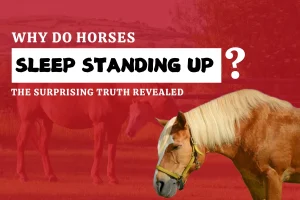 Do Horses Sleep Standing Up? The Surprising Truth Revealed