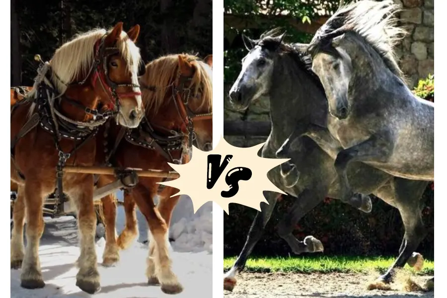 The Difference Between Types Of Horses In Pulling Capacity