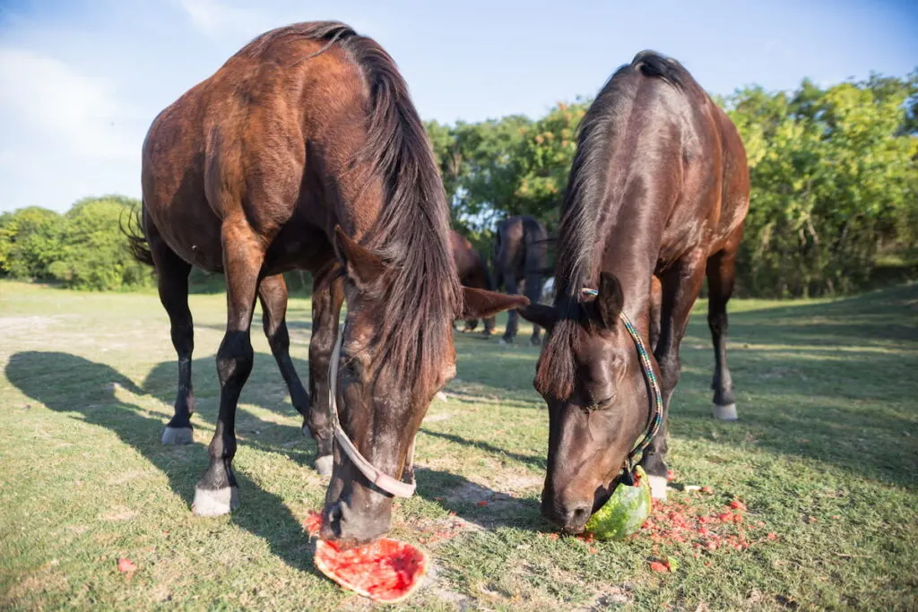 Can a horse eat watermelon? The answer is “Yes”