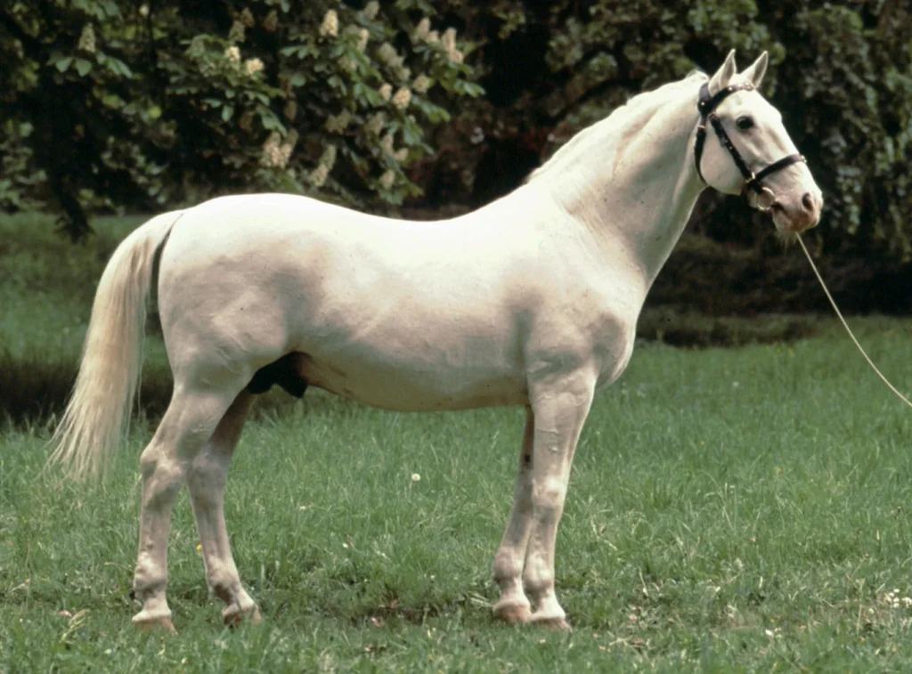 Lipizzaner looks gorgeous with the white coat