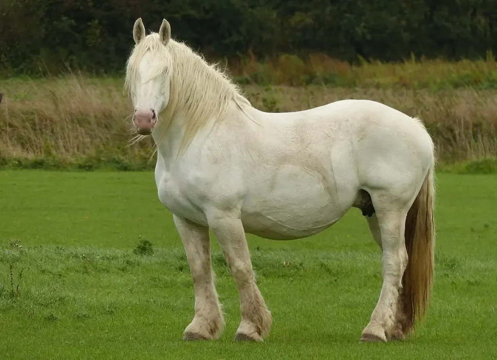 Boulonnais horse is also called "White Marble horse."