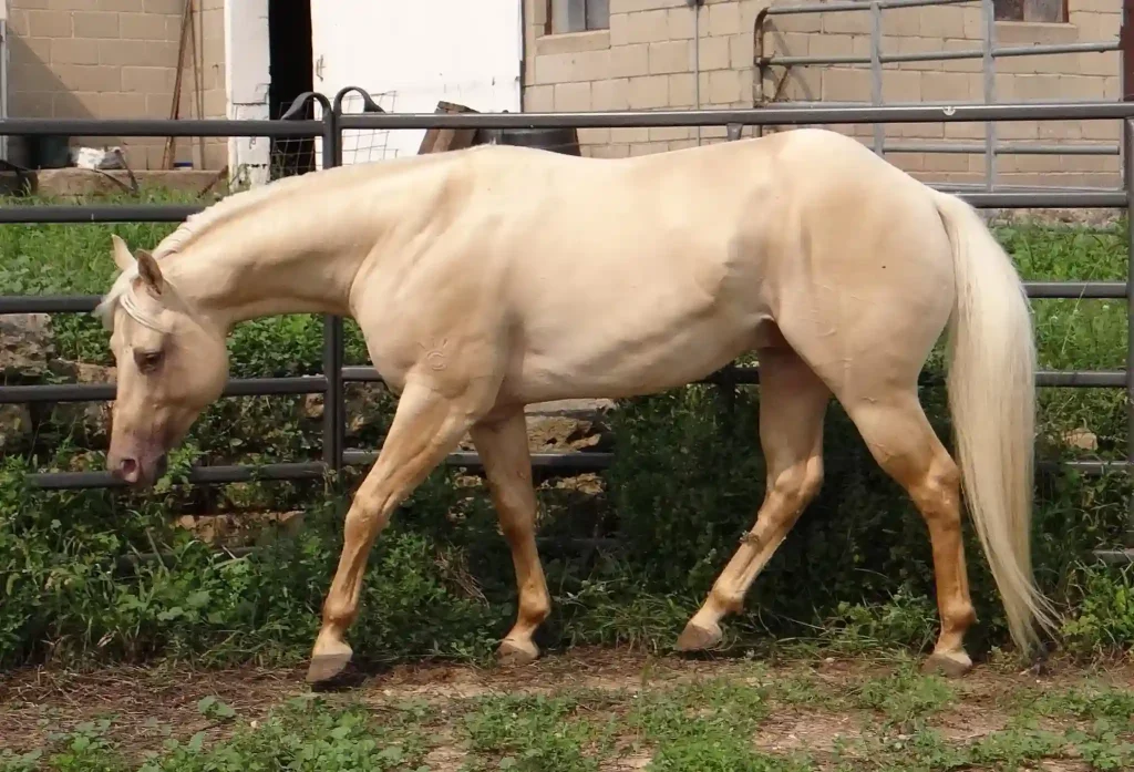 American Quarter Horses are the favorite choice of cowboys
