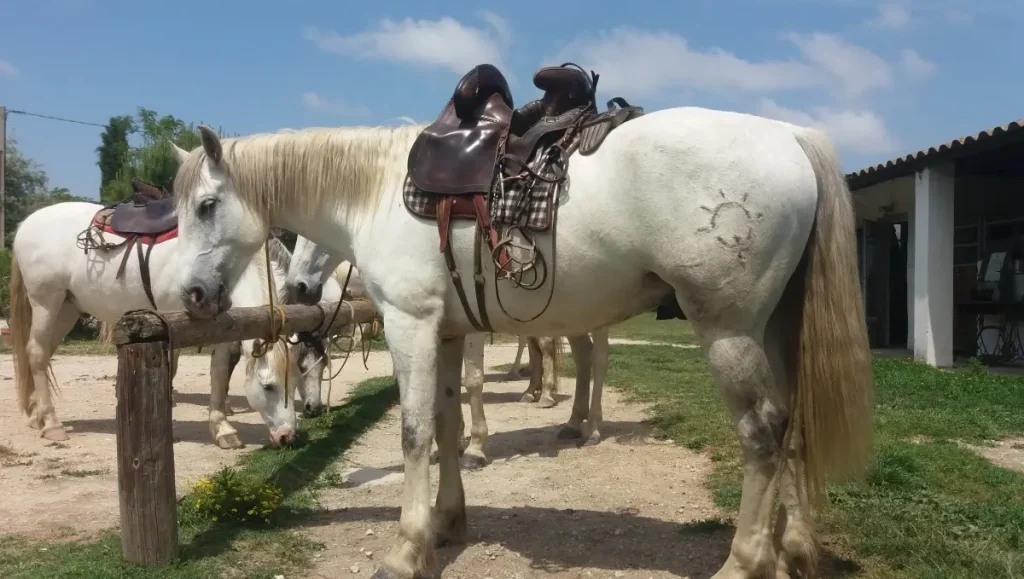 Camargue Horses are known as the "horses from the ocean"