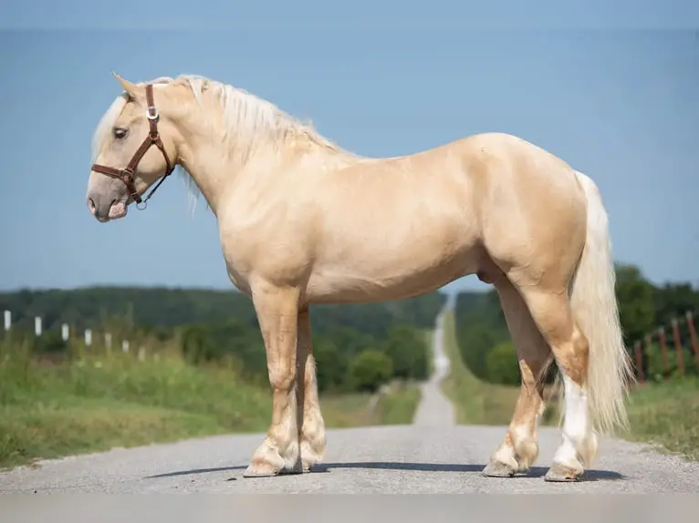 Cheval Crème Horse has beautiful cream coat