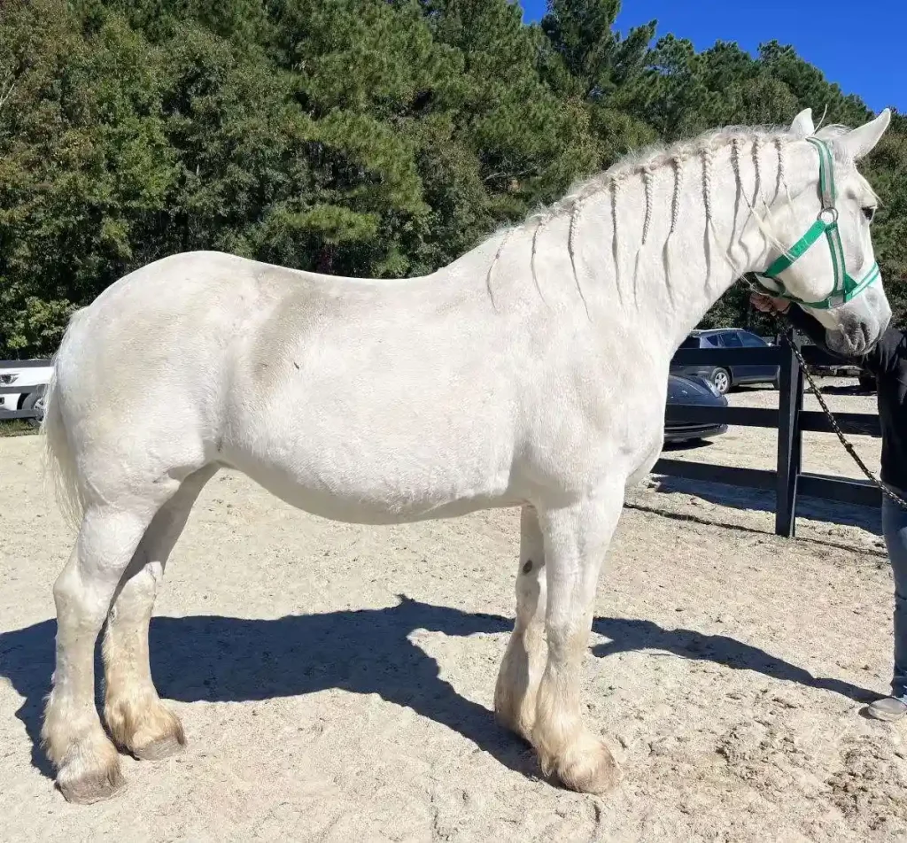 Percheron Horses are very agile and elegant