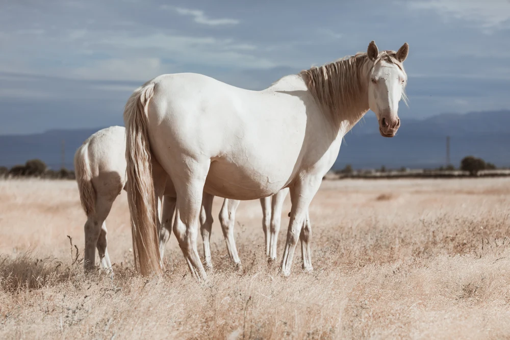 Timeless classic white horse names
