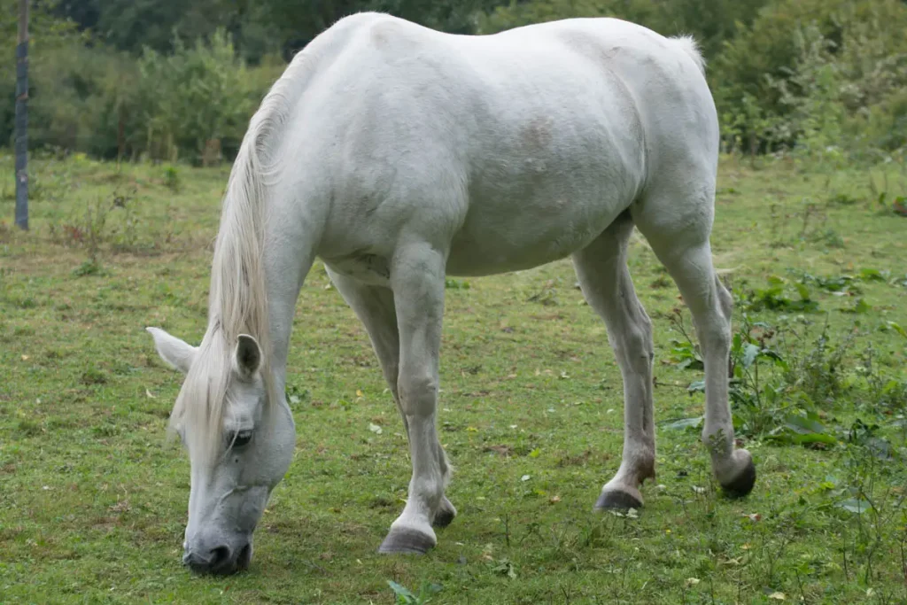 Impressive mythological white horse names
