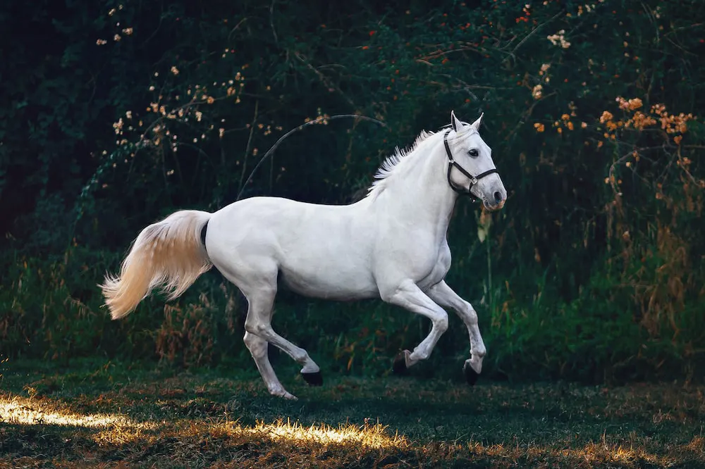 Beautiful white horse names for mares